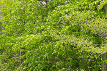 Obraz premium 美しい森の中