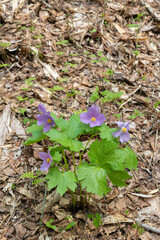 貴重なアオネシライの花