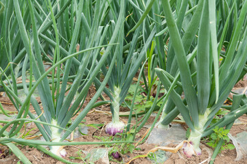 Onion plants with matured bulbs in soil. Farm production.