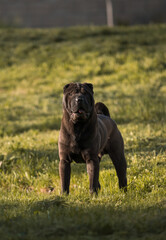 sharpei