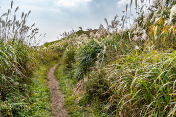 narrow path go through a grassland in Japan.