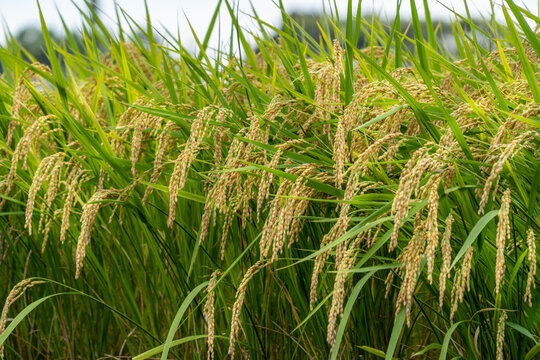 Harvest close of rice of rice fields in countryside of Fukuoka prefecture, JAPAN.