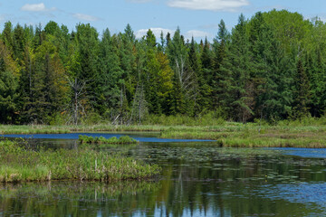 Wetlands, water and trees. Canada
