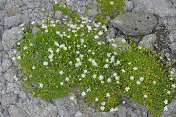 群生するエゾイワツメクサ（北海道・大雪山）
