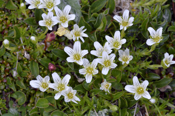 エゾタカネツメクサ（北海道・大雪山）
