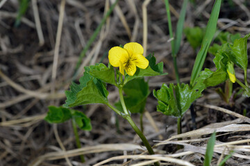 ジンヨウキスミレ（北海道・大雪山）

