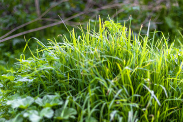 HUANCAVELICA, PERU - FEBRUARY 12, 2021: Plant in focus on a landscape out of focus.