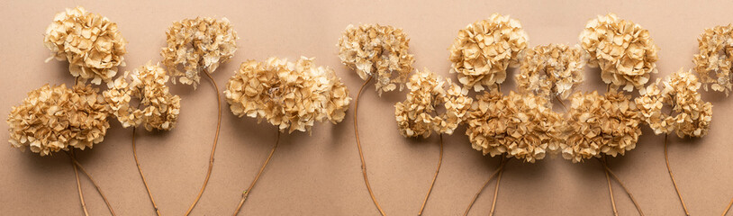 Dry hydrangea flowers on a brown background. View from above. banner.