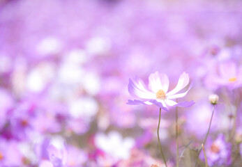 Fototapeta premium コスモス 一輪をアップで 