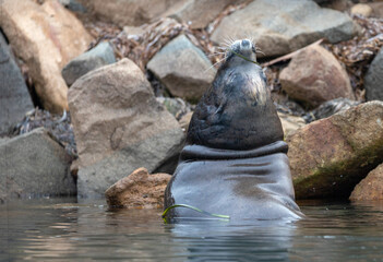 Sea lion resting near shoreline of Morro Bay on the central coast of California United States