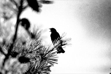Bird in black and white