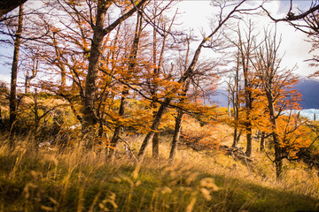 Fototapeta na wymiar El otoño es la estacion del año mas dorada