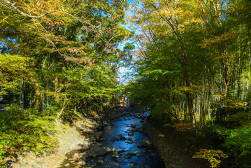 伊豆　修善寺　桂川の紅葉