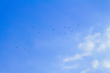 Many birds flying in the blue sky
