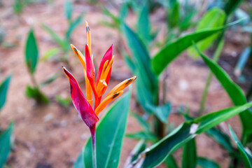 flowers in the garden