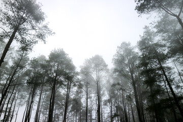 Foggy morning in the forest
