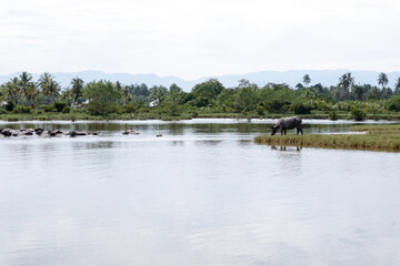 herd of buffalos on the river