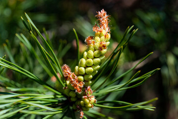 cones on a branch in spring