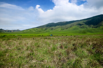 Fototapeta premium Teletubbies Hill in Bromo Tengger National Park. The expanse of green land amaze every visitor.