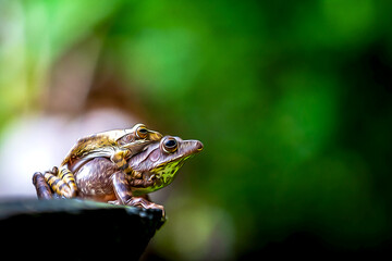 Frog Maiting in Sri Lanka , Close-up of Frog Maiting , tree frog on maiting