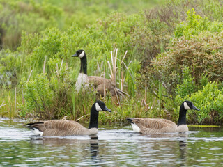 Canada geese in their natural habitat