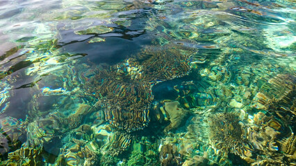 coral reefs seen from behind the clear water. Alor Island, Indonesia