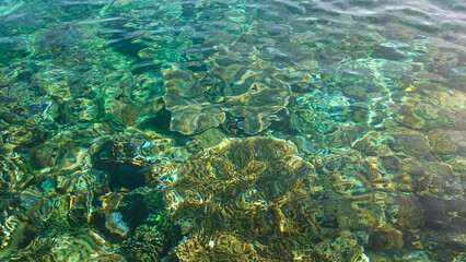 Fototapeta na wymiar coral reefs seen from behind the clear water. Alor Island, Indonesia