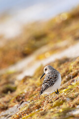 Sanderling (Calidris alba) on Siesta Key, Florida