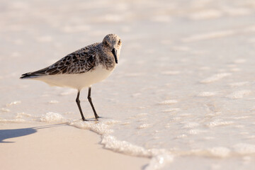 Sanderling (Calidris alba) on Siesta Key, Florida