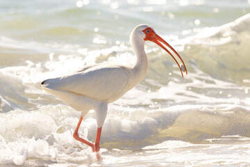 White ibis (Eudocimus albus) on Siesta Key, Florida