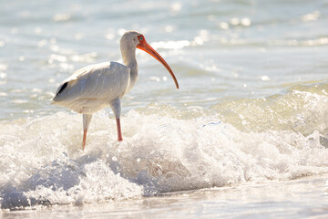 White ibis (Eudocimus albus) on Siesta Key, Florida