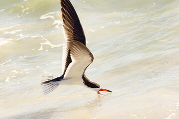 Black skimmer (Rynchops niger) hunting on Siesta Key, Florida - obrazy, fototapety, plakaty