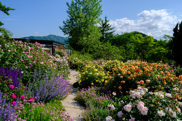 Fototapete bei efototapeten.de bestellen   