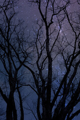 Silhouette of dry tree at night with starry sky background.