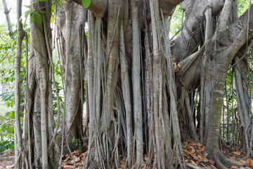 Close up of Banyan tree with aerial prop roots down toward the ground. - obrazy, fototapety, plakaty