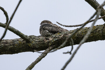Common Nighthawk (Chordeiles minor) resting on a branch. Natural scene from Wisconsin.