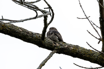 Common Nighthawk (Chordeiles minor) resting on a branch. Natural scene from Wisconsin.