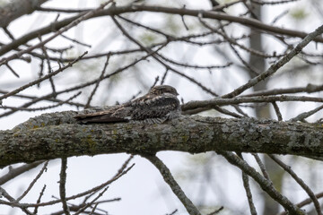 Common Nighthawk (Chordeiles minor) resting on a branch. Natural scene from Wisconsin.