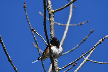 Colorful male Eastern Towhee perched in a tree
