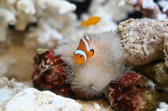 カクレクマノミ Images Browse 1 273 Stock Photos Vectors And Video Adobe Stock