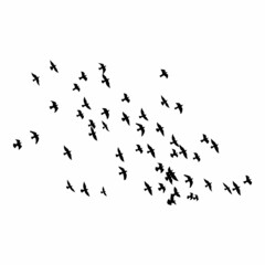 Flying birds silhouettes on white background vector illustration