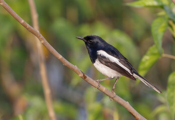 Oriental magpie-robin (male).Oriental magpie-robin is a small passerine bird that was formerly classed as a member of the thrush family Turdidae, but now considered an Old World flycatcher. 