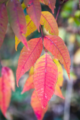 里山の草木の紅葉	