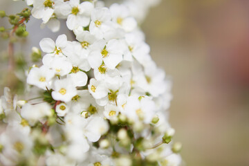 雪柳の花	