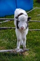 Baby Cow In A Grassy Field