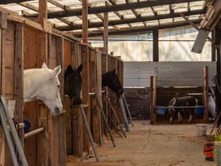 厩舎の馬たち