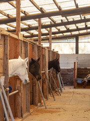厩舎の馬たち