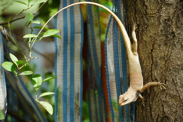 Chameleon climbing on a branch of a tree