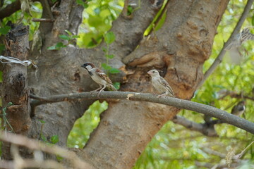 Group of sparrow sitting on a branch of a tree
