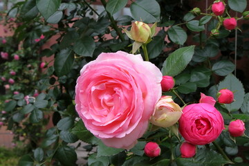 日本　埼玉のバラ